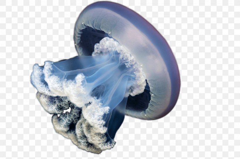 Blue Jellyfish Rhizostoma Pulmo Lion's Mane Jellyfish, PNG, 2126x1417px, Jellyfish, Android, Animal, Blue Jellyfish, Blue Whale Download Free