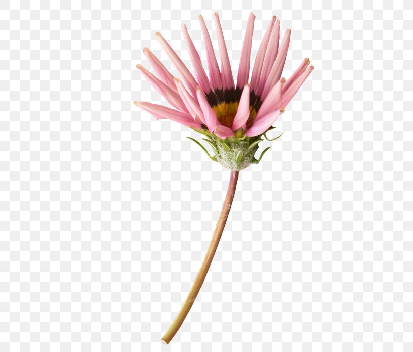 Cut Flowers Transvaal Daisy Daisy Family Plant, PNG, 700x700px, Flower, Common Daisy, Cut Flowers, Daisy, Daisy Family Download Free