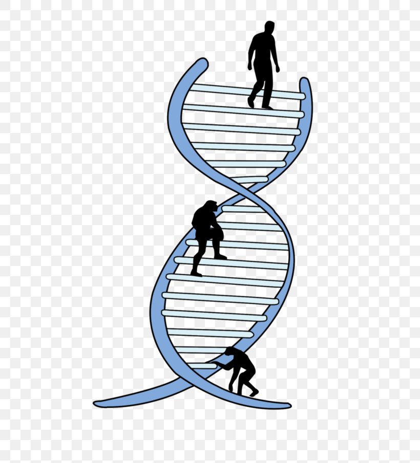 Genetics La Ingenieria Genetica Genetic Engineering Biology, PNG, 560x905px, Genetics, Area, Biocomplexity, Biology, Biotechnology Download Free