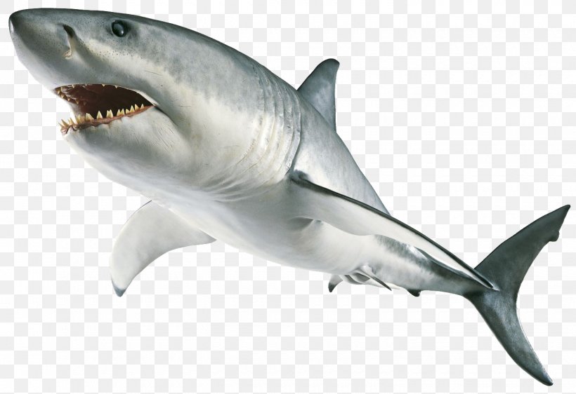 Great White Shark Tiger Shark, PNG, 1440x988px, Shark, Activity Book, Book, Carcharhiniformes, Cartilaginous Fish Download Free