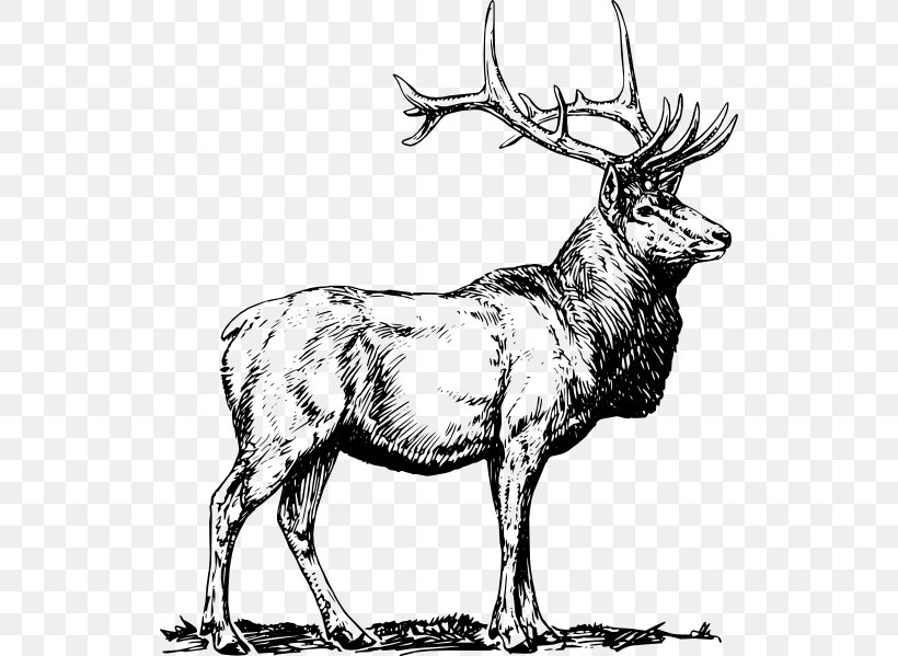 Elk Deer Clip Art, PNG, 528x599px, Elk, Antler, Art, Black And White, Deer Download Free