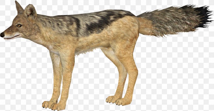 Kunming Wolfdog Coyote Red Wolf Canidae Jackal, PNG, 1074x556px, Kunming Wolfdog, Animal, Canidae, Carnivora, Carnivoran Download Free