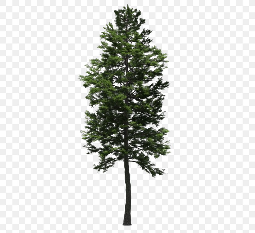 Spruce Fir Larch Scots Pine Tree, PNG, 750x750px, Spruce, Branch, Christmas Tree, Conifer, Conifers Download Free