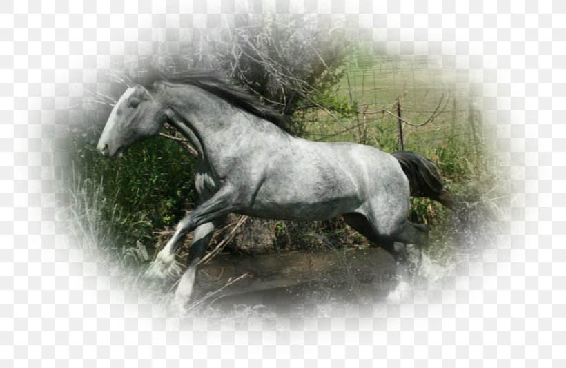 Arabian Horse American Quarter Horse Appaloosa Shire Horse Lipizzan, PNG, 800x533px, Arabian Horse, American Quarter Horse, Appaloosa, Bay, Black Download Free
