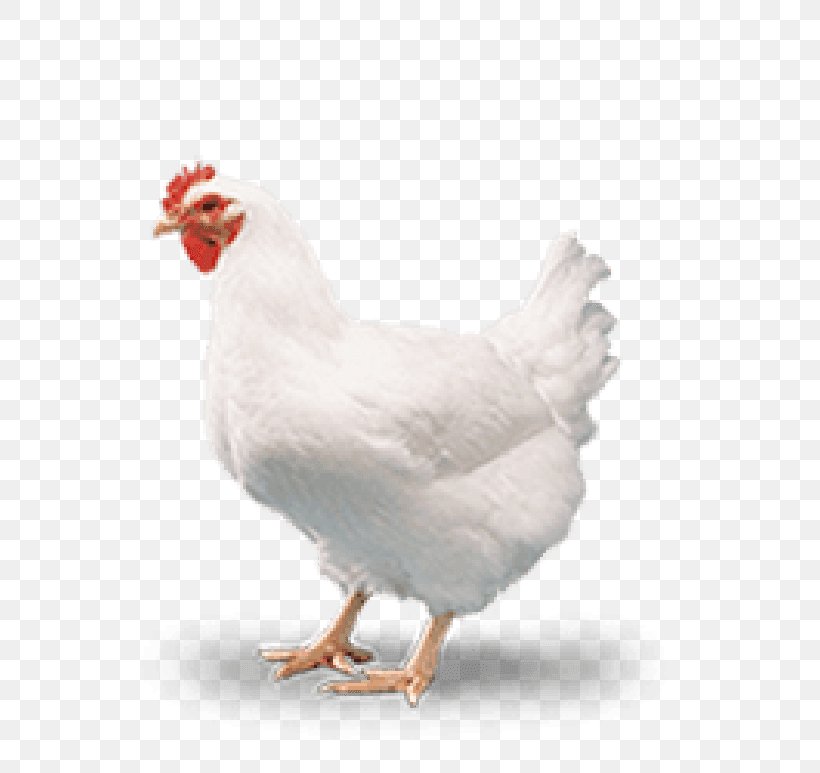 Cornish Chicken Broiler Poultry Chicken Coop Meat, PNG, 600x773px, Cornish Chicken, Beak, Bird, Breed, Broiler Download Free