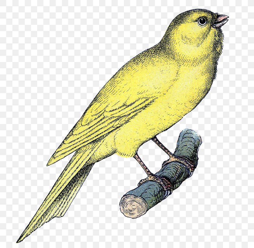 Domestic Canary Clip Art Openclipart Finches Image, PNG, 774x800px, Domestic Canary, American Goldfinch, Atlantic Canary, Beak, Bird Download Free