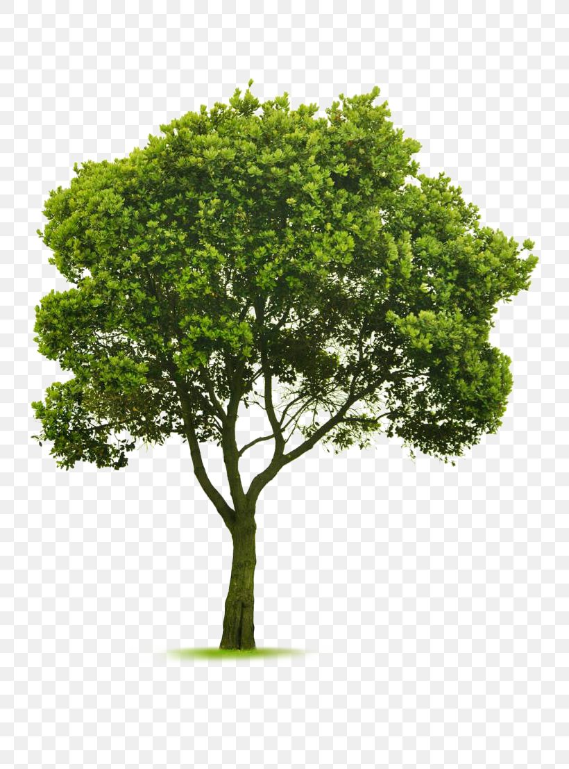 Tree Topping Landscaping Garden Pruning, PNG, 800x1107px, Tree, Arbor Day Foundation, Branch, Garden, Grass Download Free