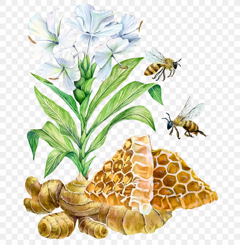 Watercolor Painting Art Illustration, PNG, 840x859px, Watercolor Painting, Art, Bee, Botanical Illustration, Commodity Download Free