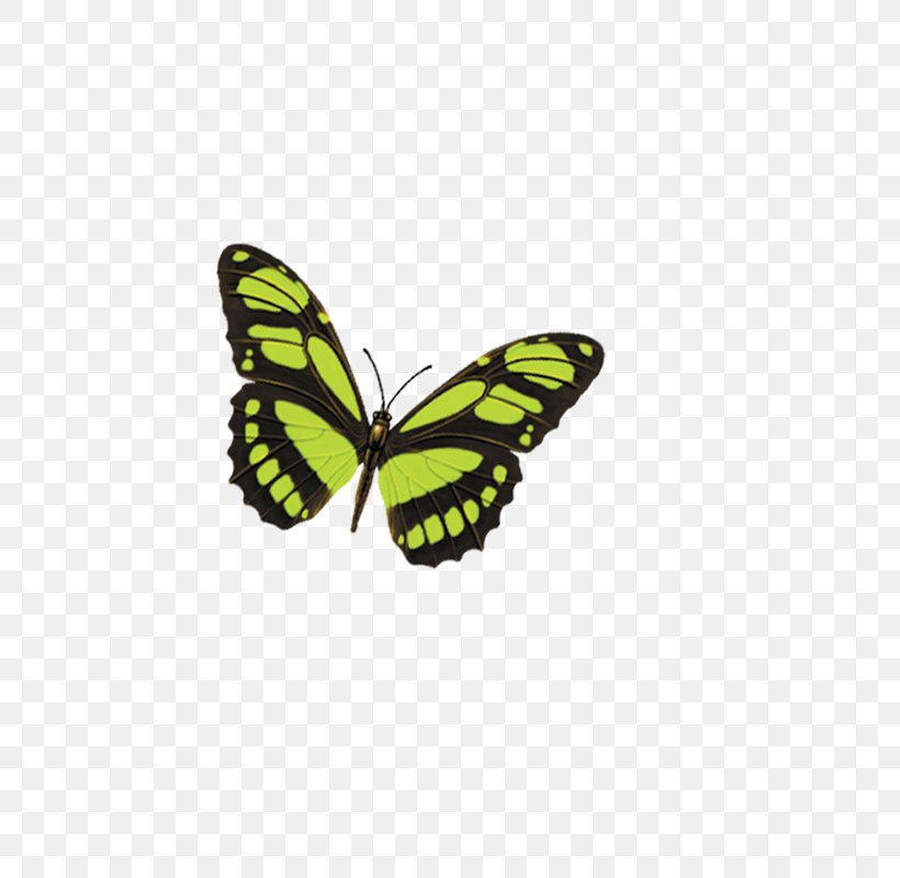 Butterfly Morpho Menelaus Queen Alexandra's Birdwing, PNG, 800x800px, Butterfly, Arthropod, Bird, Birdwing, Brush Footed Butterfly Download Free