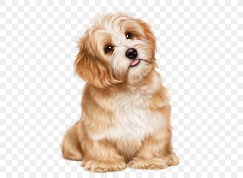 Cavachon Shih Tzu Puppy Havanese Dog Bolognese Dog, PNG, 600x600px, Cavachon, Animal, Bolognese Dog, Breed, Carnivoran Download Free