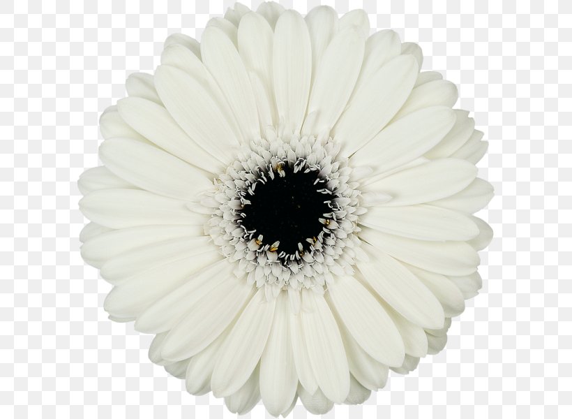 Common Daisy Transvaal Daisy White Cut Flowers, PNG, 600x600px, Common Daisy, Asterales, Chamomile, Color, Cream Download Free