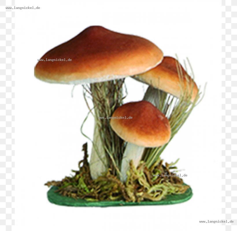 Edible Mushroom Fungus, PNG, 800x800px, Edible Mushroom, Fungus, Ingredient, Mushroom Download Free