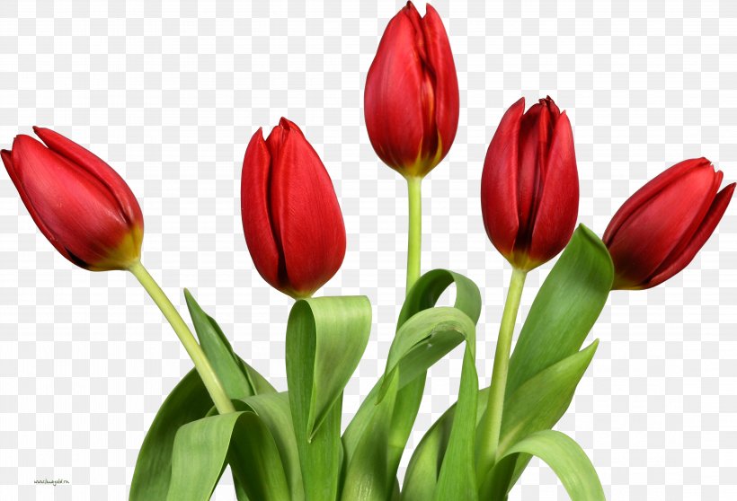 Tulip Desktop Wallpaper Clip Art, PNG, 4427x3014px, Tulip, Bud, Cut Flowers, Floristry, Flower Download Free