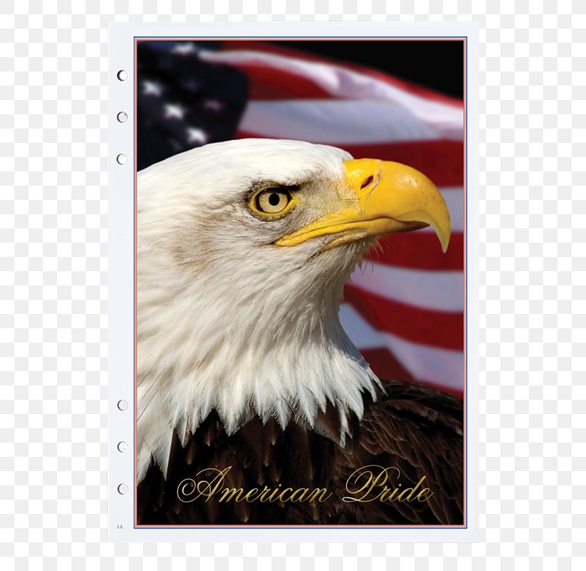 United States Of America Bald Eagle Stock.xchng Royalty-free Stock Photography, PNG, 800x800px, United States Of America, Accipitriformes, Bald Eagle, Beak, Bird Download Free