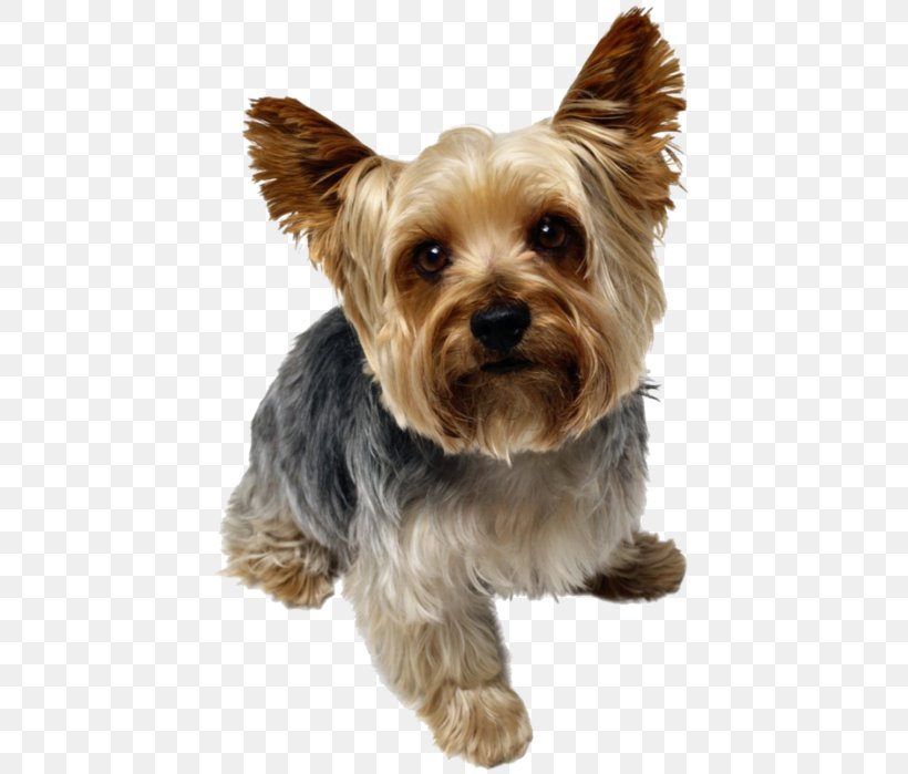 Yorkshire Terrier Bulldog Beagle Pug Puppy, PNG, 438x699px, Yorkshire Terrier, American Kennel Club, Australian Silky Terrier, Australian Terrier, Beagle Download Free