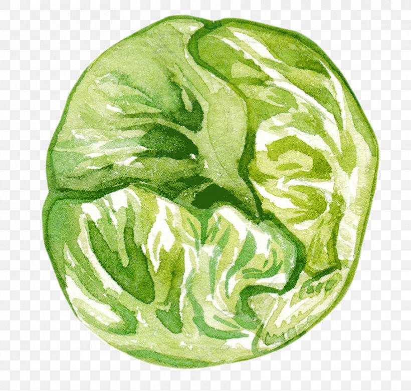 Cabbage Romaine Lettuce Vegetable Collard Greens Spring Greens, PNG, 907x864px, Cabbage, Anthurium, Bargli Sabzavotlar, Chinese Cabbage, Collard Greens Download Free