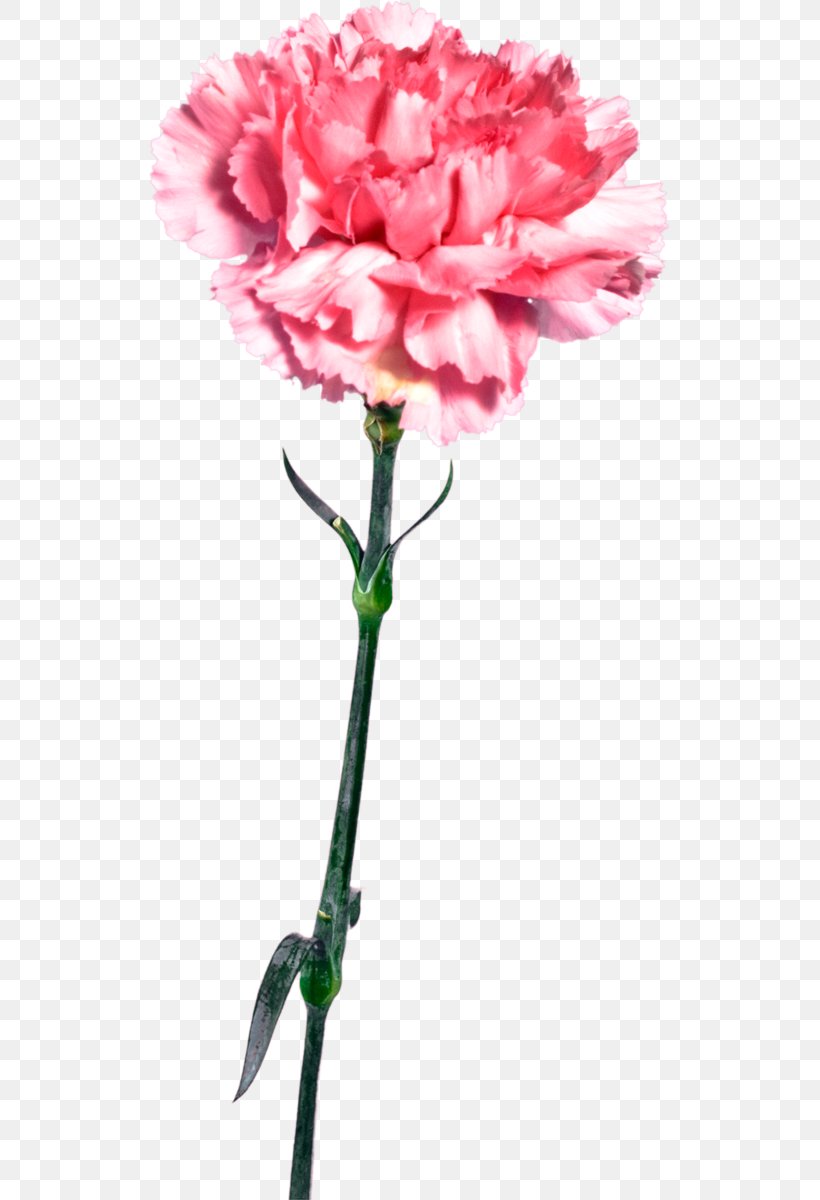 Carnation Cut Flowers Mother's Day, PNG, 521x1200px, Carnation, Cut Flowers, Dianthus, Flower, Flowering Plant Download Free