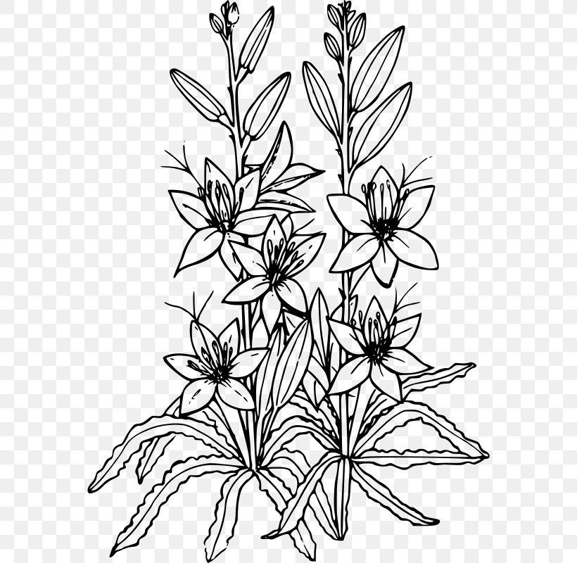 Desert Drawing Xerocole Clip Art, PNG, 572x800px, Desert, Black And White, Branch, Cactaceae, Coloring Book Download Free