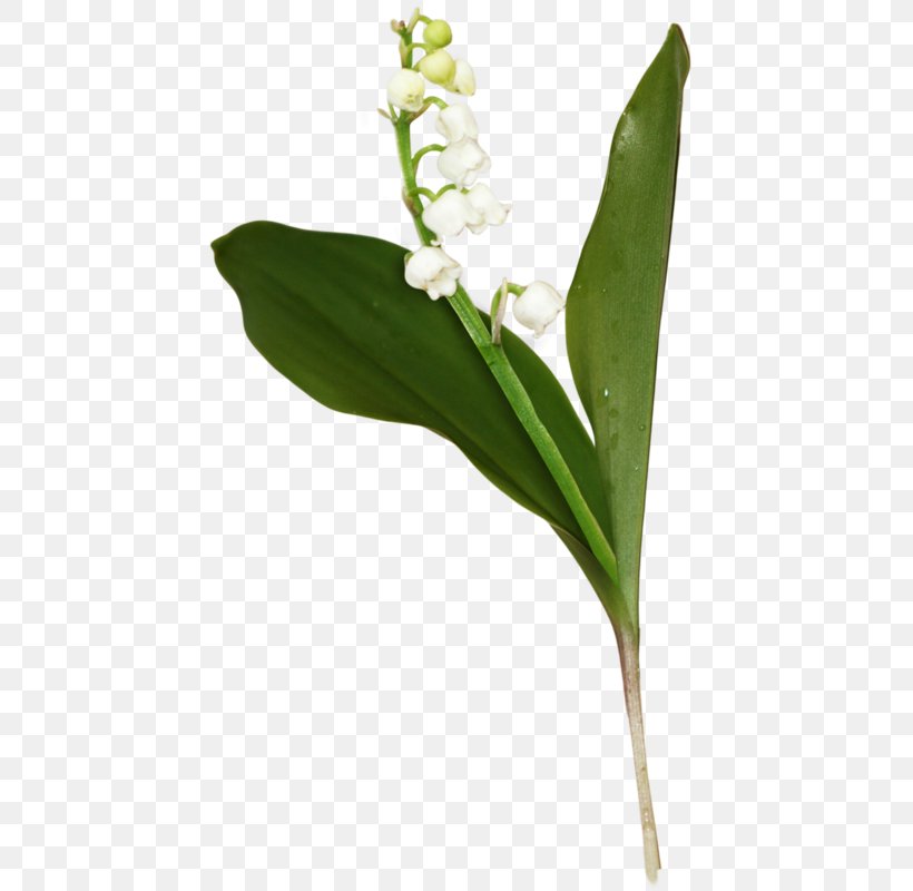 Flower Leaf Plant Stem Clip Art Lily, PNG, 458x800px, Flower, Arum, Cut Flowers, Floral Design, Flowering Plant Download Free