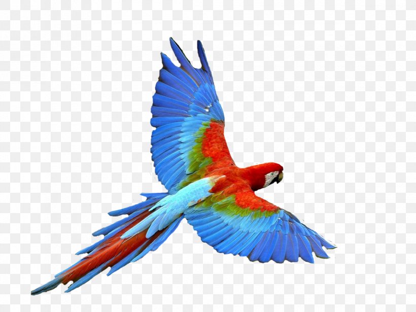 Parrot Bird Flight Dog Clip Art, PNG, 1160x870px, Parrot, Airline Ticket, Beak, Bird, Common Pet Parakeet Download Free