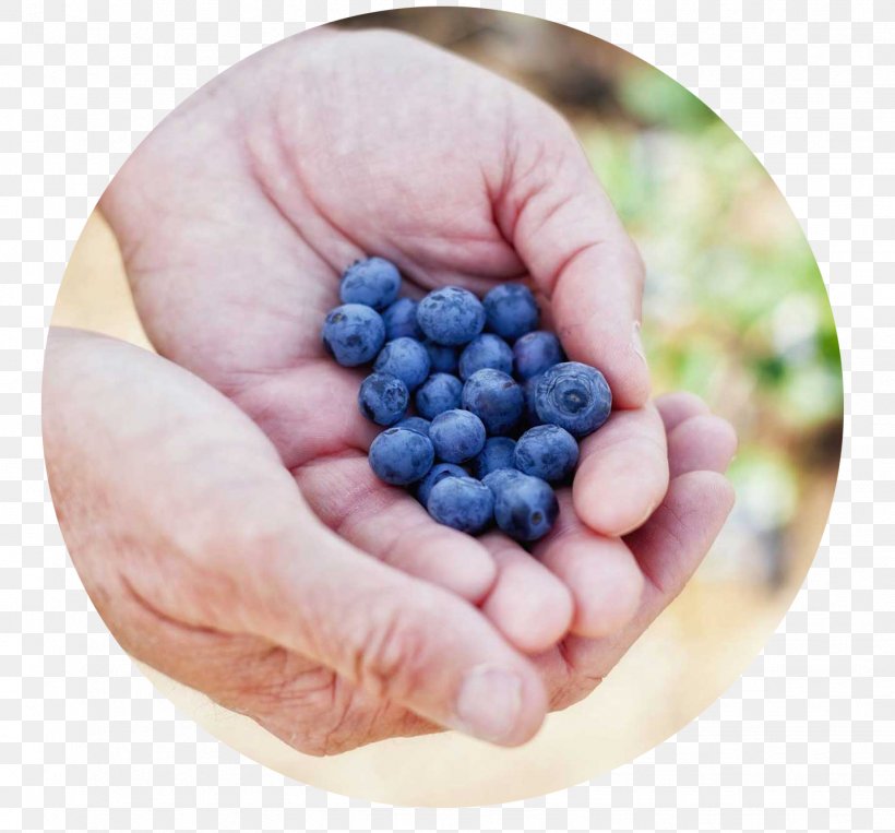 Bilberry Blueberry Superfood Organic Food, PNG, 1431x1333px, Bilberry, Bee Sweet Citrus, Berry, Blueberry, Farm Download Free
