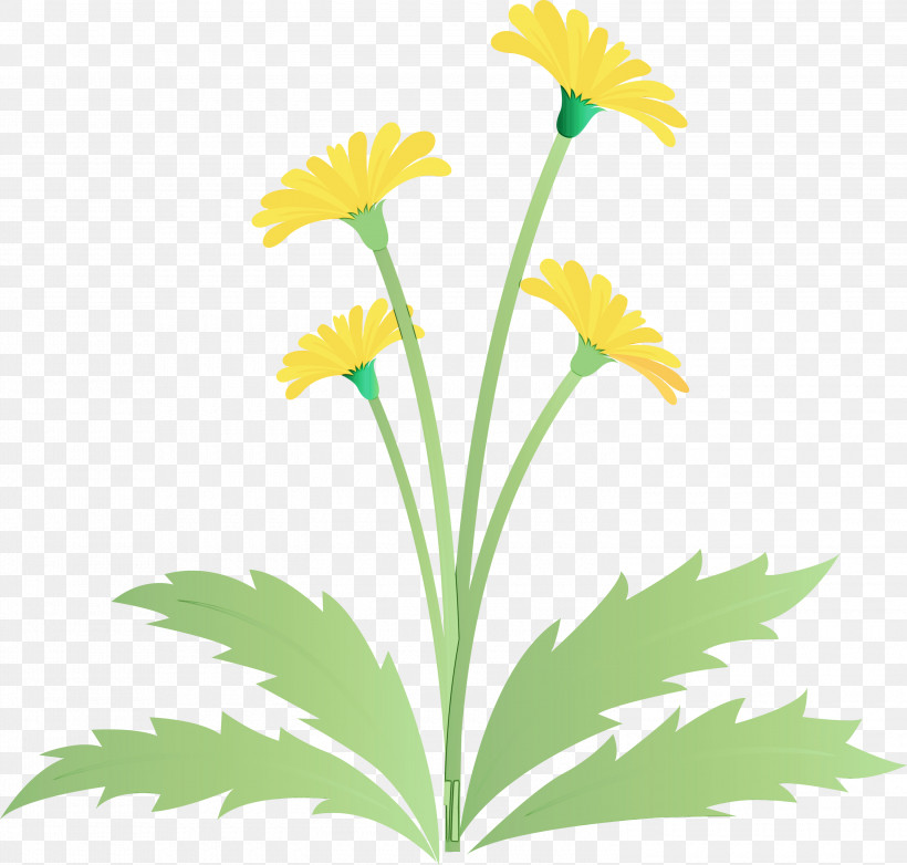 Flower Plant Yellow Chamomile Dandelion, PNG, 3000x2864px, Dandelion Flower, Chamomile, Daisy Family, Dandelion, Easter Day Flower Download Free