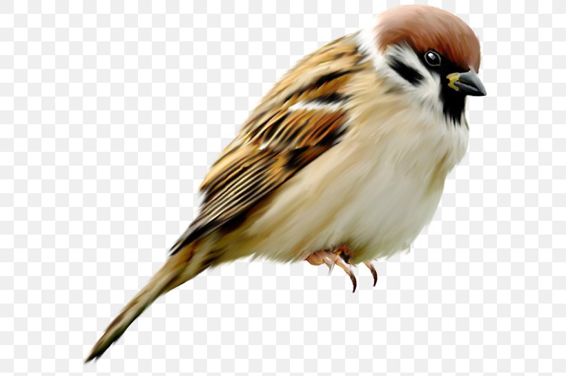 House Sparrow Bird Eurasian Tree Sparrow Parrot-billed Sparrow, PNG, 600x545px, House Sparrow, Beak, Bird, Emberizidae, Eurasian Tree Sparrow Download Free