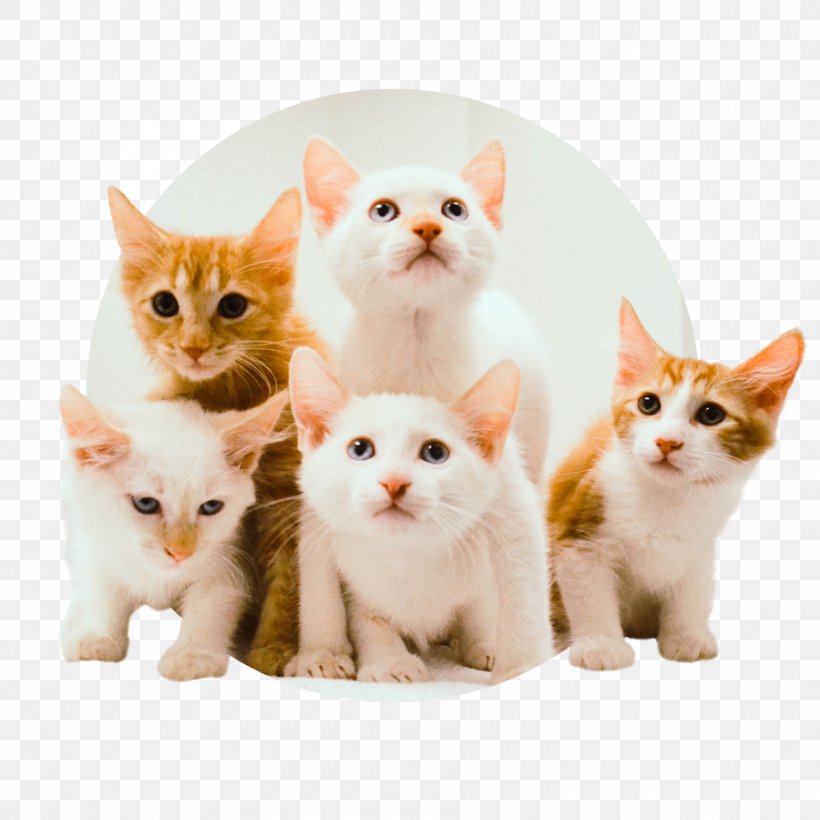Kitten American Wirehair European Shorthair Aegean Cat Turkish Van, PNG, 900x900px, Kitten, Adoption, Aegean Cat, American Wirehair, Carnivoran Download Free