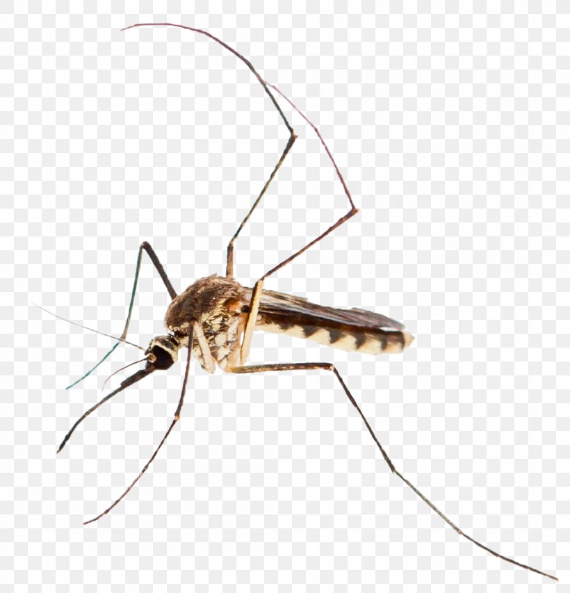 Mosquito Control Mosquito-borne Disease West Nile Fever West Nile Virus, PNG, 1053x1096px, Mosquito, Animal, Arthropod, Fly, Insect Download Free