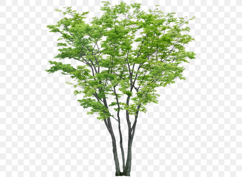 Tree Psd Adobe Photoshop File Format, PNG, 540x600px, Tree, Architectural Rendering, Autocad, Branch, Computer Software Download Free