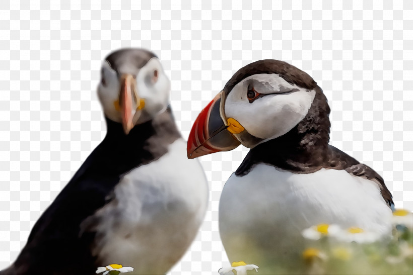 Puffins Shorebirds Beak Science Birds, PNG, 1920x1282px, Watercolor, Beak, Biology, Birds, Paint Download Free