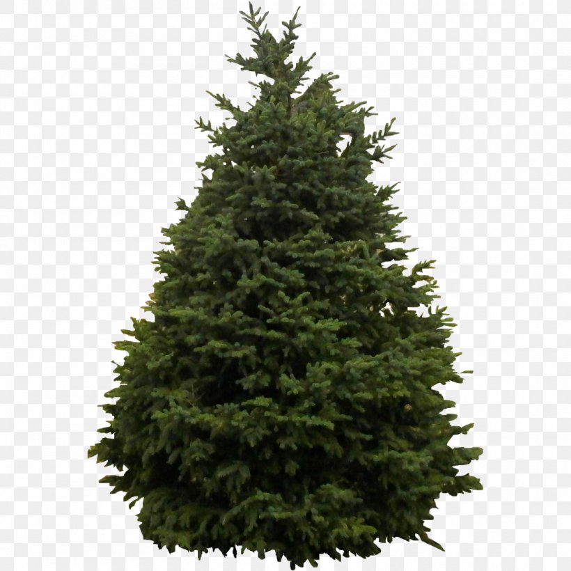 Tree Evergreen Pine Fir Woody Plant, PNG, 1100x1100px, Tree, Biome, Branch, Christmas Decoration, Christmas Tree Download Free