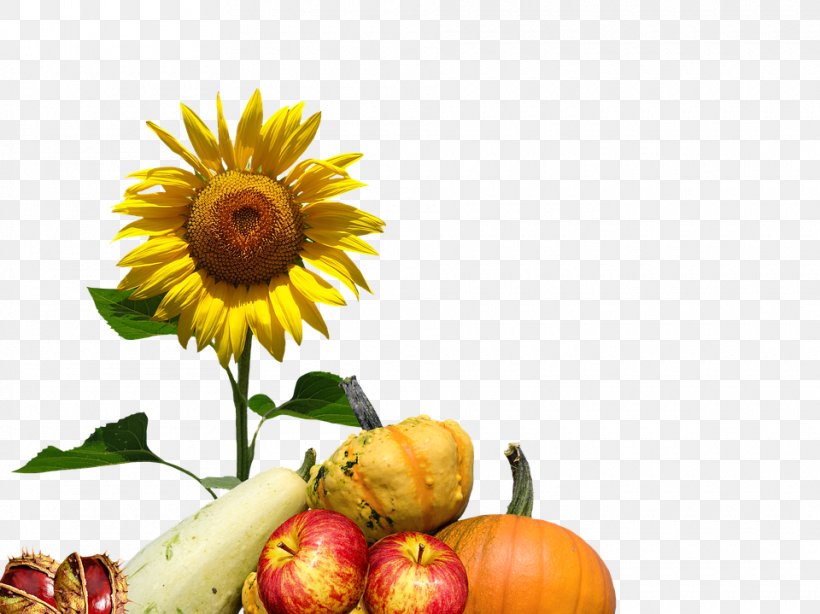 Common Sunflower Autumn Floral Design, PNG, 960x719px, Flower, Autumn, Common Daisy, Common Sunflower, Cut Flowers Download Free