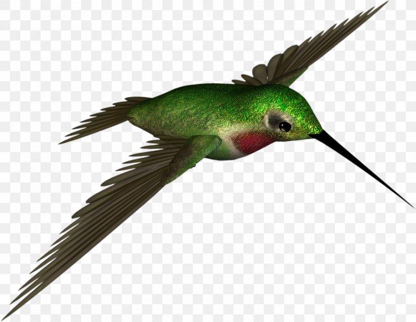 Hummingbird Clip Art, PNG, 1600x1240px, Bird, Beak, Coraciiformes, Digital Scrapbooking, Drawing Download Free