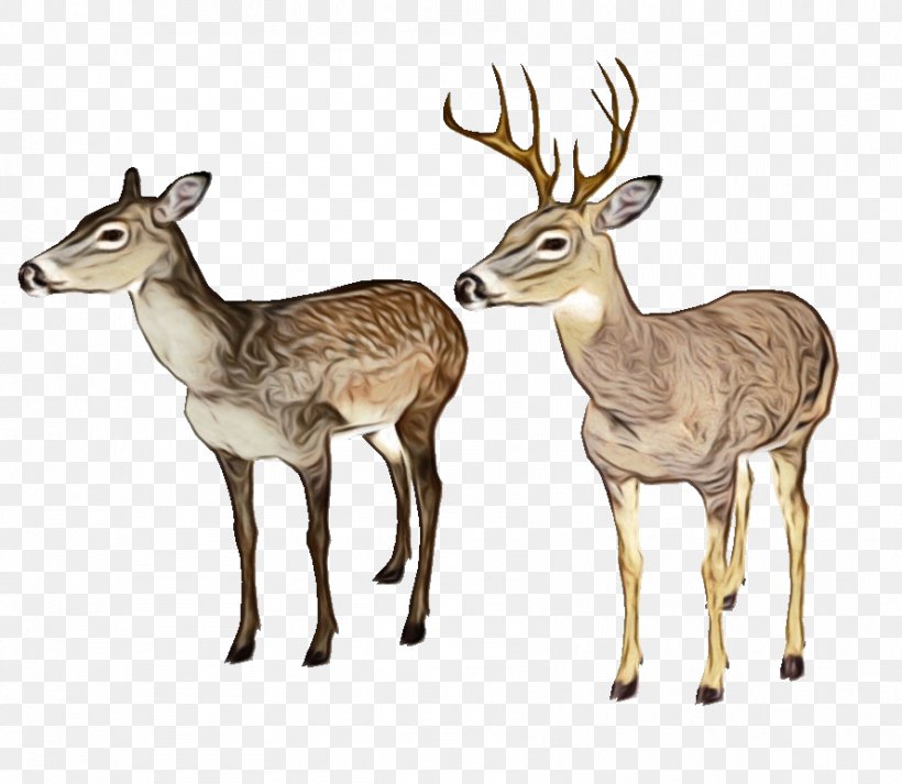 Watercolor Animal, PNG, 889x774px, Deer, Animal, Antelope, Antler, Chevrolet Impala Download Free