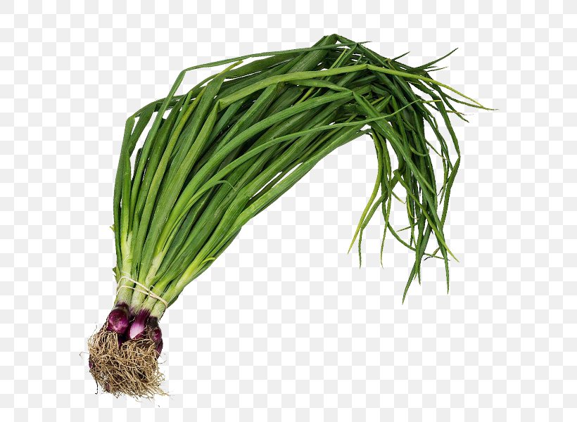 Allium Fistulosum Leaf Vegetable Scallion Onion Herb, PNG, 600x600px, Allium Fistulosum, Dietary Fiber, Farmer, Fertilisers, Food Download Free