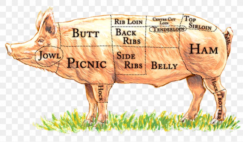 Domestic Pig Primal Cut Cut Of Pork Meat Bacon, PNG, 850x499px, Domestic Pig, Bacon, Beef, Butcher, Cattle Like Mammal Download Free