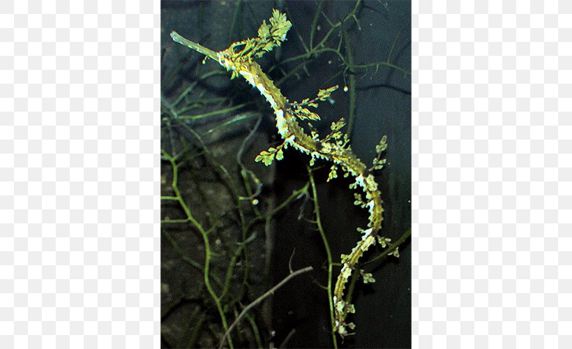 Haliichthys Taeniophorus Leafy Seadragon Solegnathus Common Seadragon, PNG, 500x500px, Leafy Seadragon, Common Seadragon, Fish, Genus, Organism Download Free