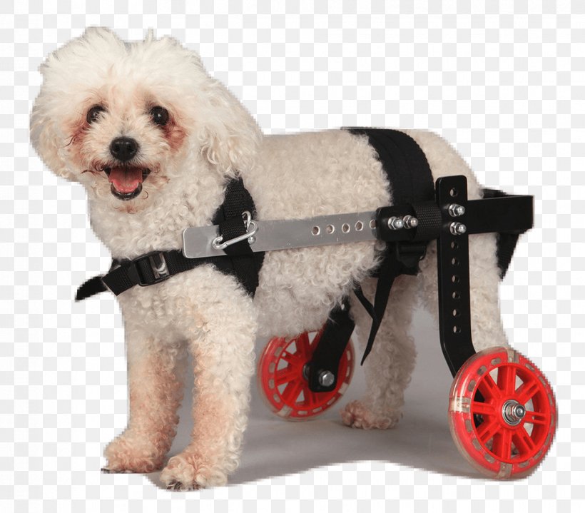 Schnoodle Wheelchair Puppy Dog Breed Companion Dog, PNG, 964x846px, Schnoodle, Chair, Companion Dog, Disability, Dog Download Free