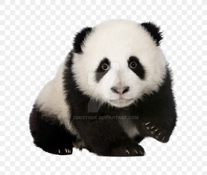 Sichuan Giant Panda Sanctuaries Book Image Skin Doctors PH Balancing Cleanser 100ml, PNG, 1024x869px, Giant Panda, Ailuropoda, Animal, Bear, Book Download Free