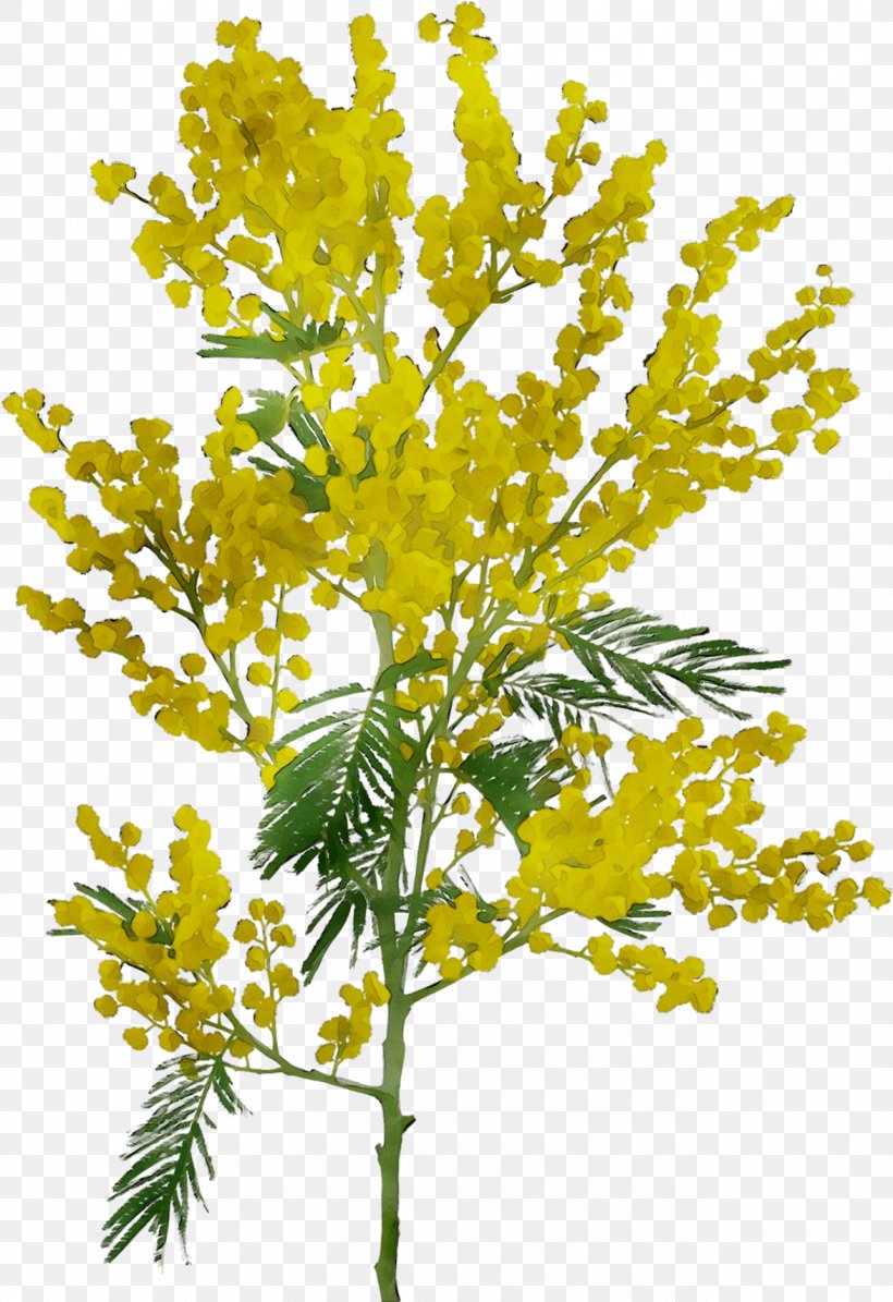 Twig Field Mustard Plant Stem Mimosa, PNG, 1286x1875px, Twig, American Larch, Branch, Cabbages, Fennel Download Free