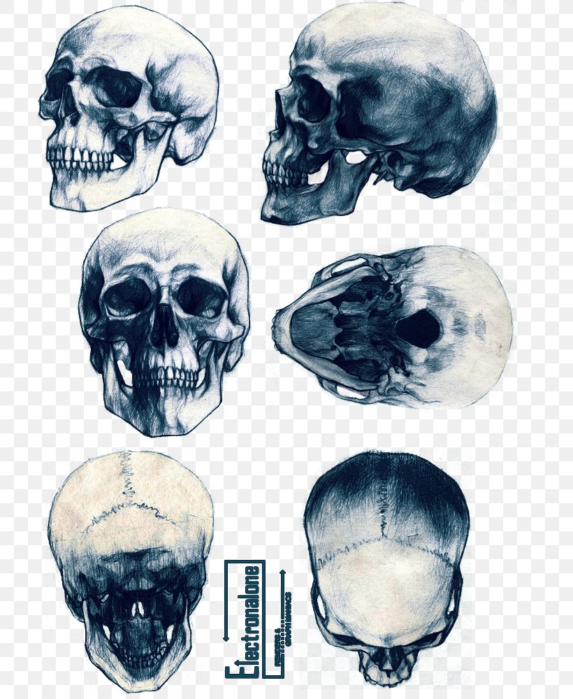 Animal Skulls Skeleton Drawing Tattoo, PNG, 728x1000px, Skull, Anatomy, Animal Skulls, Art, Bone Download Free
