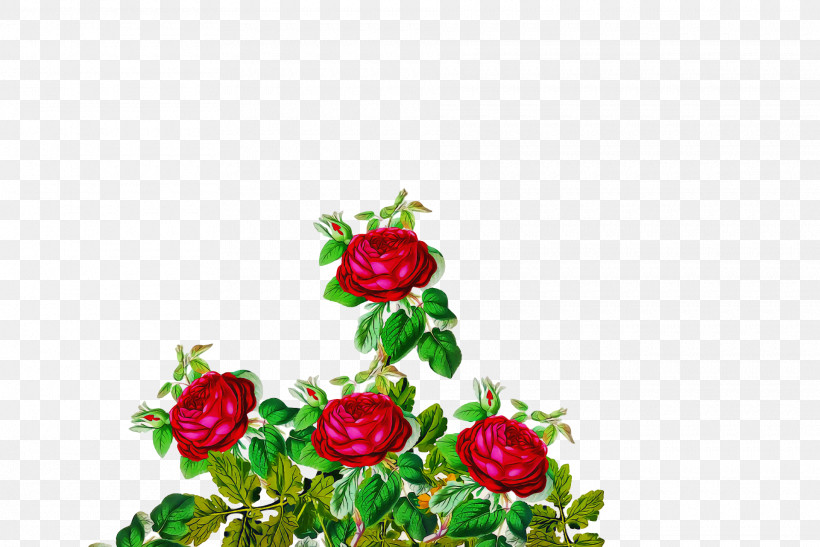 Garden Roses, PNG, 1920x1282px, Garden Roses, Artificial Flower, Cabbage Rose, Cut Flowers, Floral Design Download Free