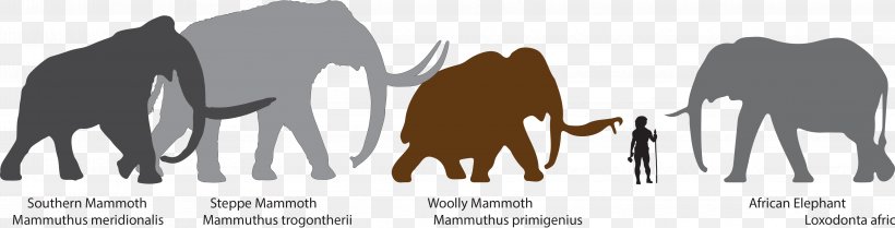 Mammuthus Meridionalis Woolly Mammoth African Bush Elephant Steppe Mammoth Columbian Mammoth, PNG, 4558x1167px, Mammuthus Meridionalis, African Bush Elephant, African Elephant, American Mastodon, Black And White Download Free