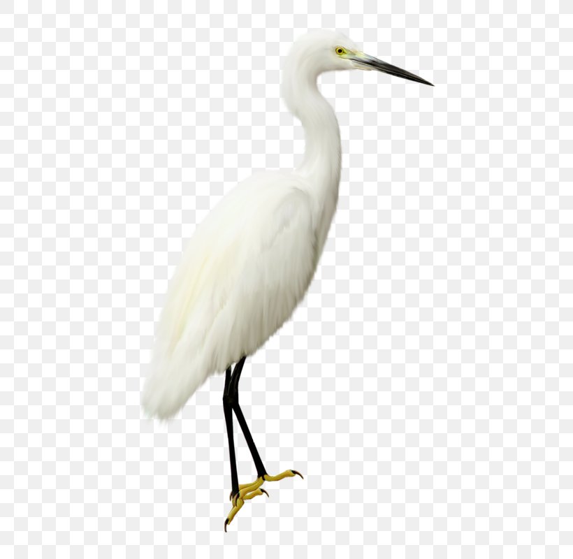 Bird Heron Clip Art, PNG, 514x800px, Bird, Beak, Ciconiiformes, Crane, Crane Like Bird Download Free