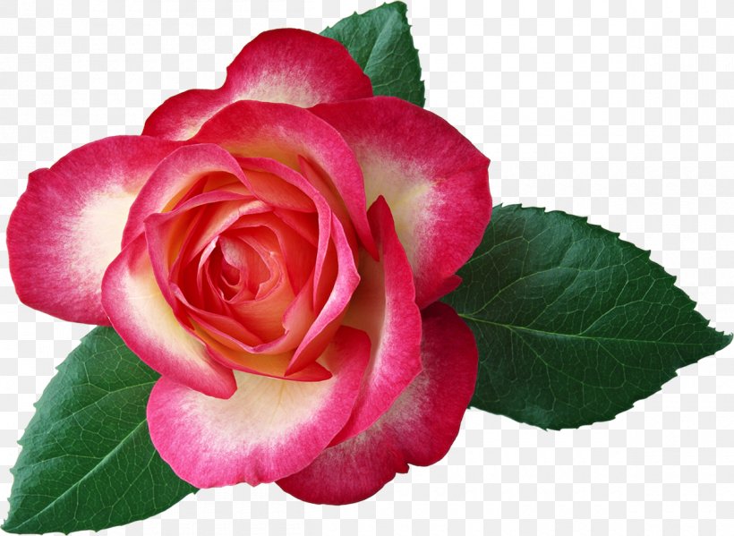 Flower Bouquet Garden Roses Hybrid Tea Rose Clip Art, PNG, 1200x878px, Flower, Annual Plant, Beach Rose, Begonia, Blue Rose Download Free