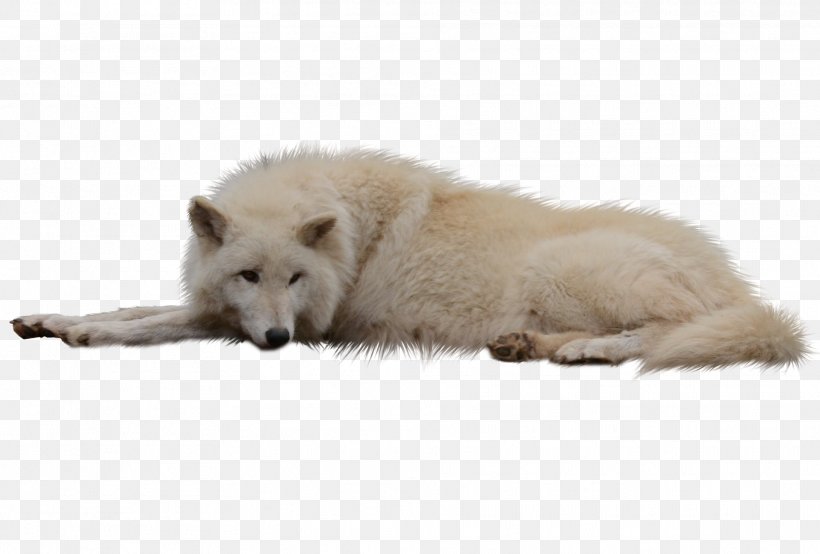 Arctic Fox Greenland Dog Clip Art, PNG, 1918x1296px, Arctic Fox, Alaskan Tundra Wolf, Canis Lupus Tundrarum, Carnivoran, Dog Breed Group Download Free