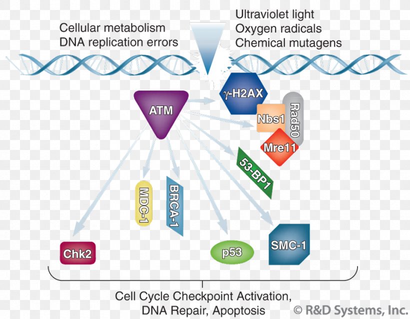 H2AFX Genome Instability Mutation Genomic DNA, PNG, 960x747px, Genome, Area, Brand, Cell, Cell Cycle Download Free