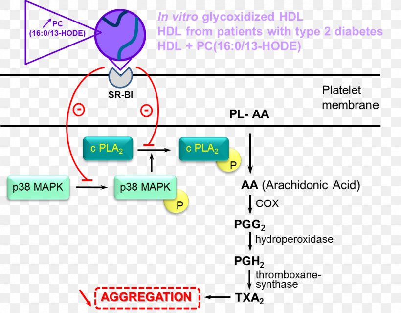 High-density Lipoprotein Arachidonic Acid Phospholipid Platelet Fatty Acid, PNG, 1087x849px, Highdensity Lipoprotein, Arachidonic Acid, Area, Cholesterol, Diagram Download Free