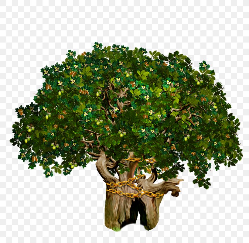 Oak Tree Problem Solving 0, PNG, 800x800px, 2013, 2016, 2017, Oak, Branch Download Free